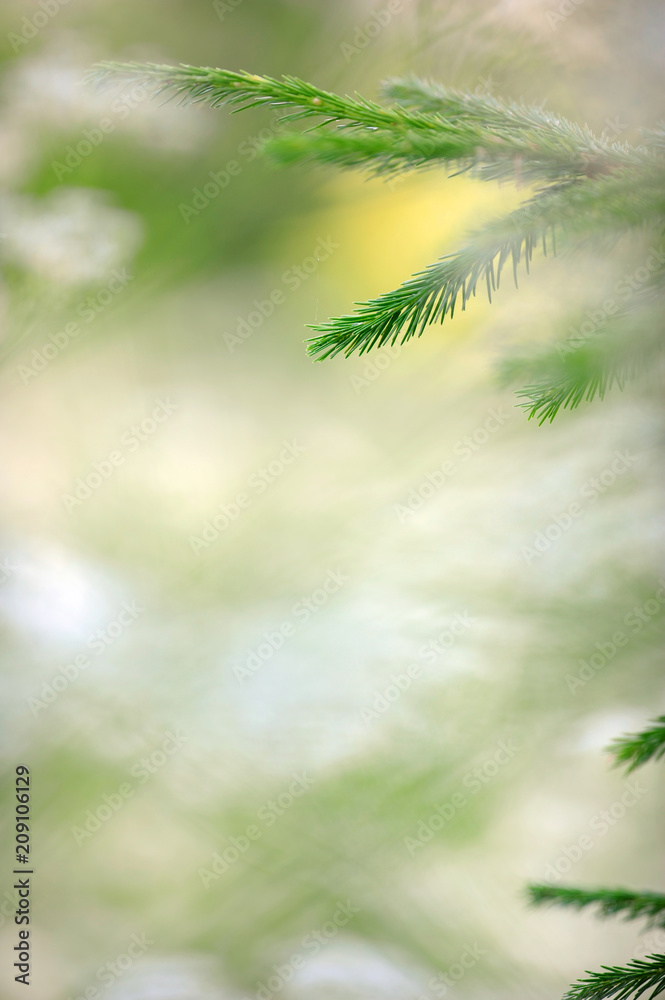 Fototapeta premium Spruce branch and needles against defocused background.