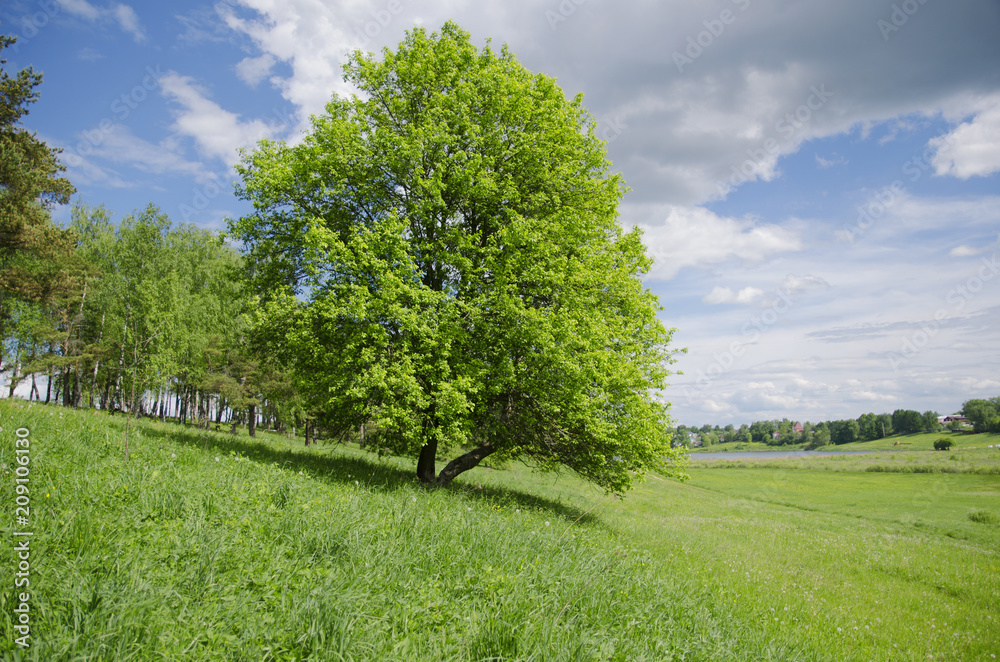 Obraz premium summer landscape