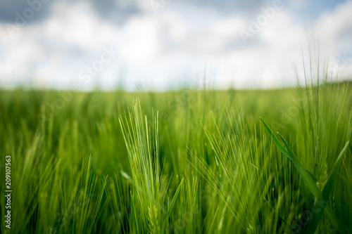 Photos Feld mit frischem grünem Getreide im bayerischen Wald