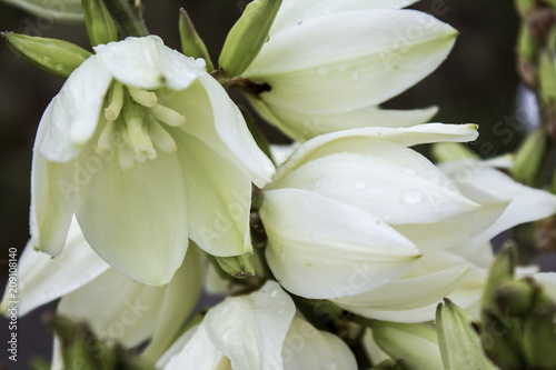 Photo of the branch of white flowers. Close-up