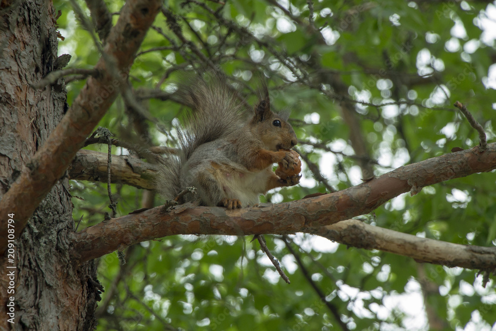 The squirrel sits on a tree and eats bread. The squirrel sits on a tree and eats bread.