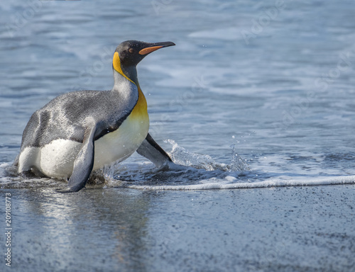 King Penguin Exiting the Water  South Georgia Island  Antarctic