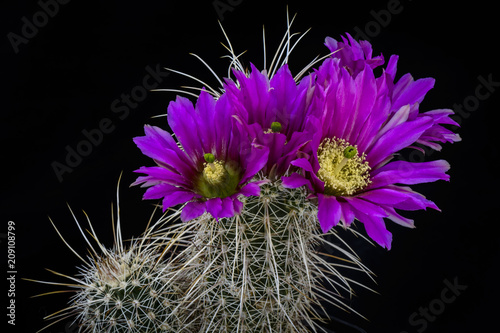 Cactus Echinocereus fendleri with flower isolated on Black.