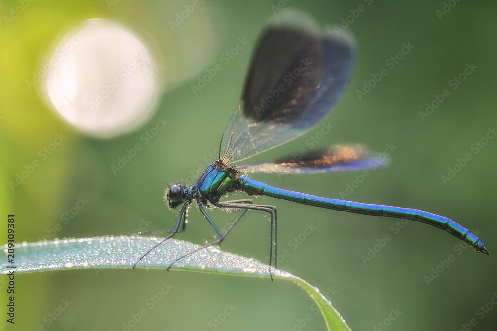 Banded demoiselle (Calopteryx splendens) Banded demoiselle (Calopteryx splendens)
