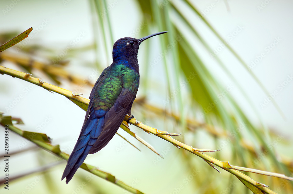Fototapeta premium Beija-flor