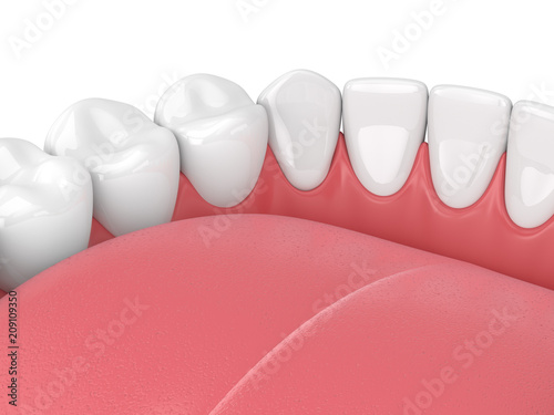 3d render of jaw model with teeth over white