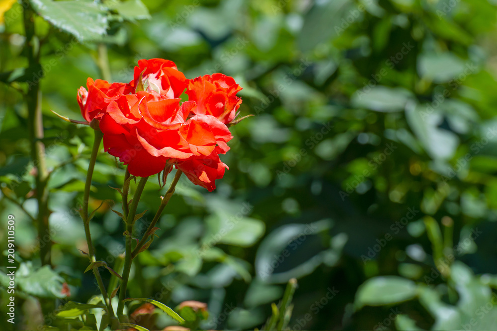 Red roses growing in the garden