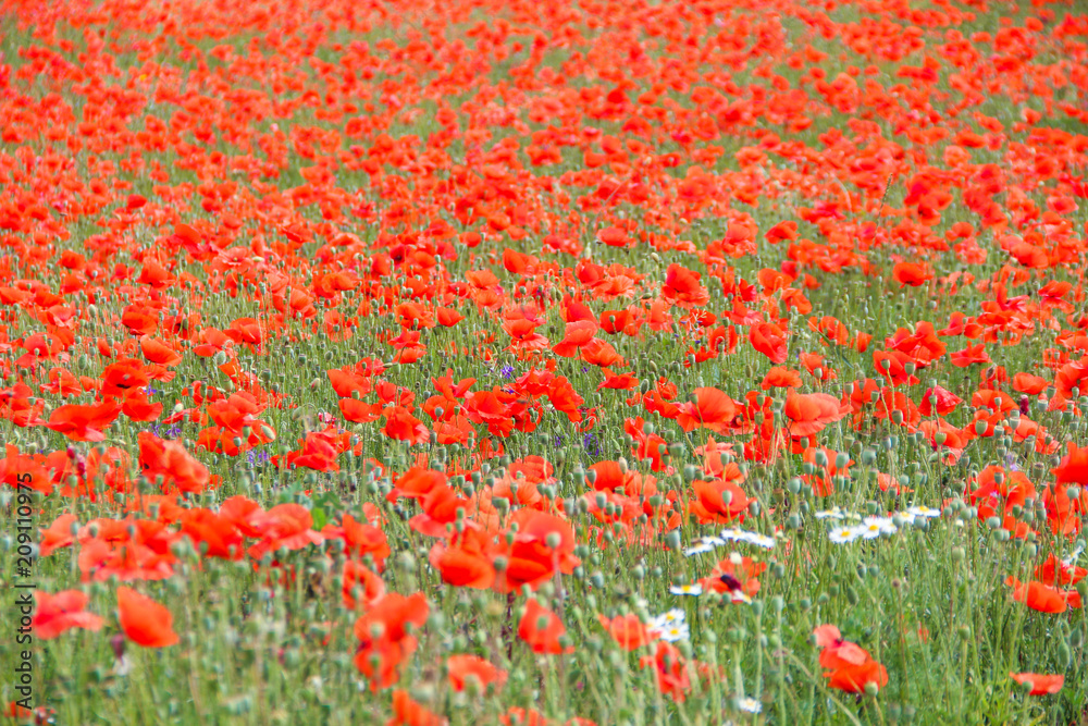 poppy field. Beautiful summer landscape of red flowers
