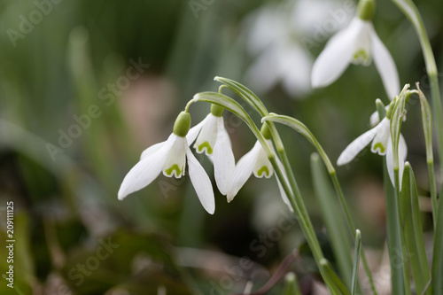 Snowdrop
