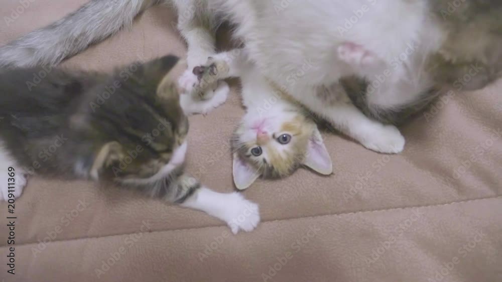 the cat licks the tongue of a small kitten slow motion video. cat mom and little kittens lie on the couch. cat and kittens pet lifestyle concept the cat licks the tongue of a small kitten slow motion video. cat mom and little kittens lie on the couch. cat and kittens pet lifestyle concept