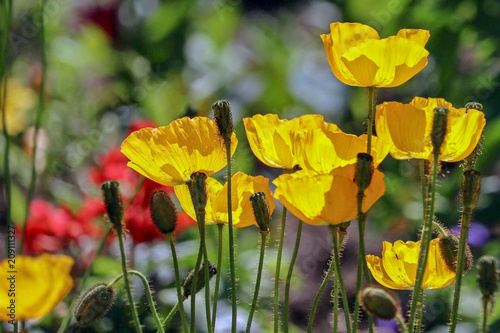Fototapeta Naklejka Na Ścianę i Meble -  Yellow Poppies at Reader Rock Garden Historic Park in Calgary Alberta Canada