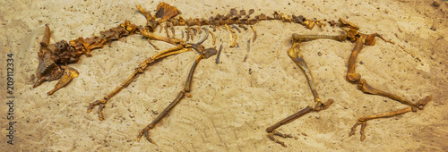 Animal skeleton on the sand. Background