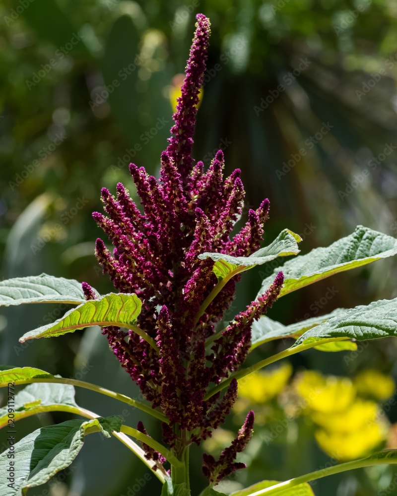 Purple Dessert Flower 