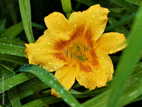 Stella Dora Flower after Morning Rain
