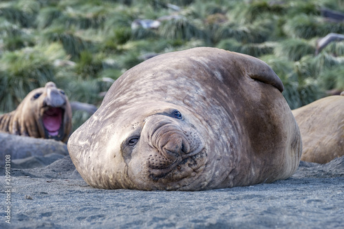Juvenile Elephant Seal, South Georgia Island, Antarctic