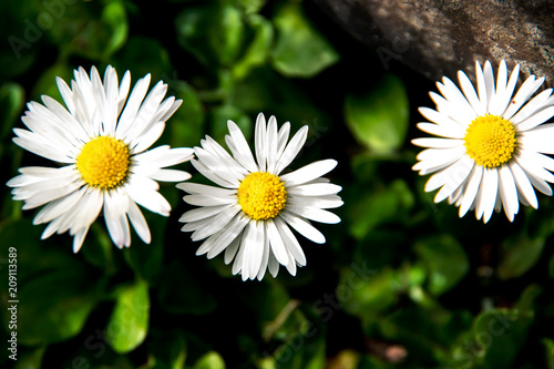 Three small daisy flowers  Bellis perennis 