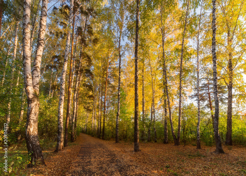 Yellow-green autumn in the Tomsk forest