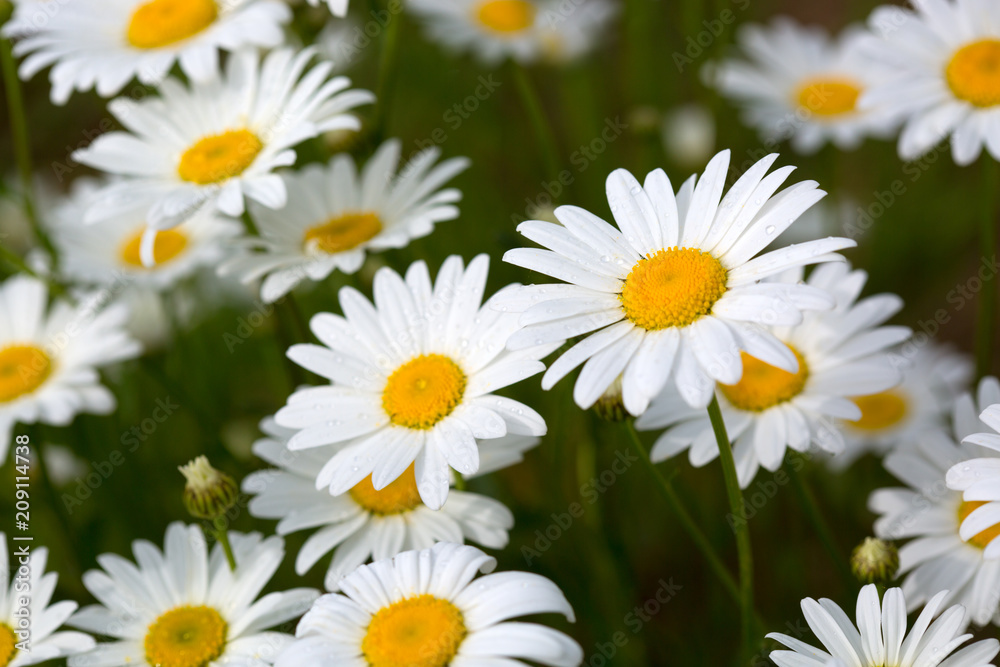 White daisy background.