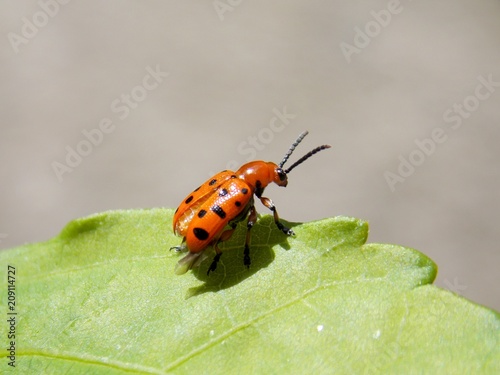 red beetle on green list
