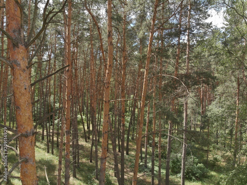 Naklejka premium aerial photography. flying over the forest in the park
