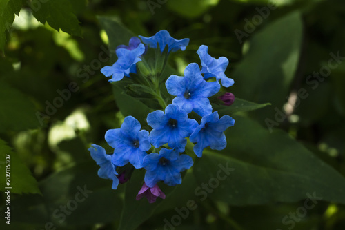 Closeup detail of meadow flower - wild healing herb - Pulmonaria mollis photo