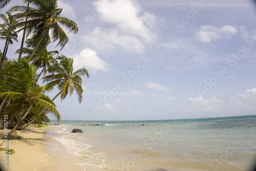 palm forest on the shore of beautiful tropical beach