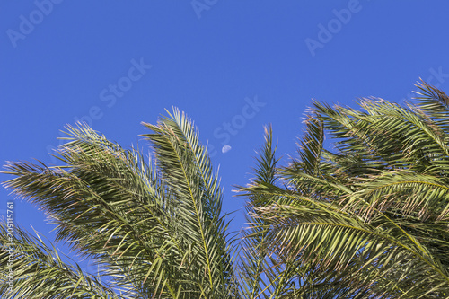 Light green palm branches against the blue sky and the daytime moon  background