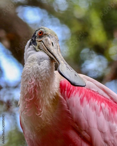 Konstfotografi Closeup Portrait of a Roseate Spoonbill Bird in Florida