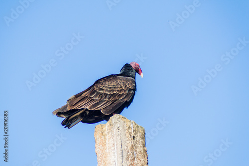 Turkey vulture (Cathartes aura) on a pole near Playa Giron village, Cuba