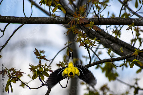 Cuadro en lienzo Yellow flinch flying out of a maple tree