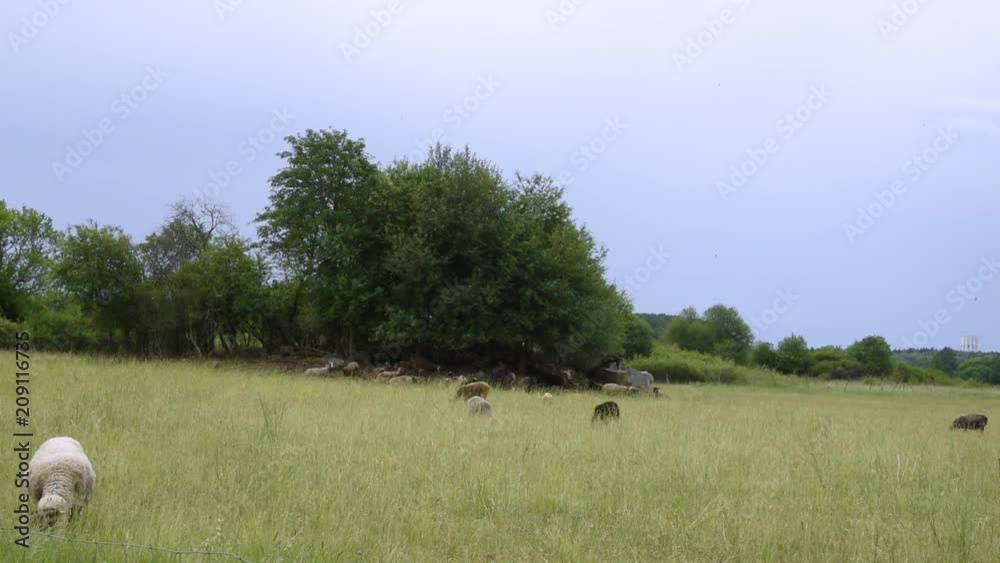 Sheeps at meadow in Svartsjö at Ekerö, stockholm