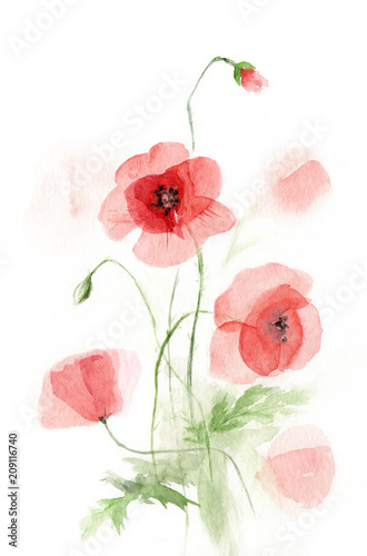 watercolor picture transparent poppies. sketch
