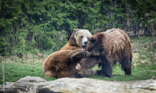 Wrestling Bears