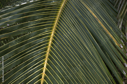 coconut tree leaves  coconut leaf texture