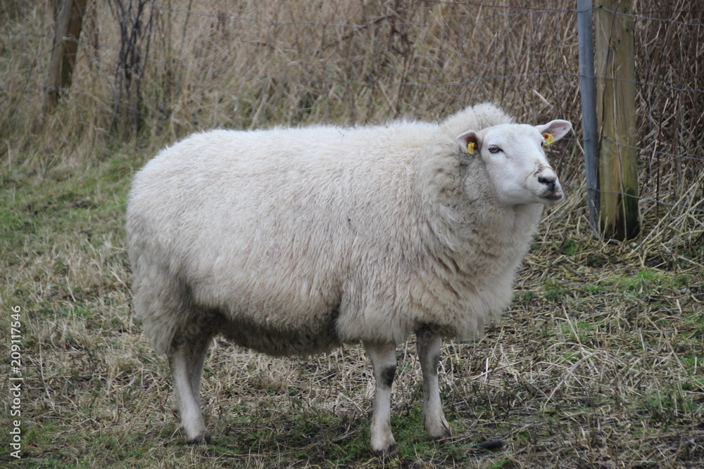 Obraz premium Schaf