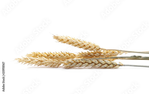 dry ears wheat grain isolated on white, with clipping path