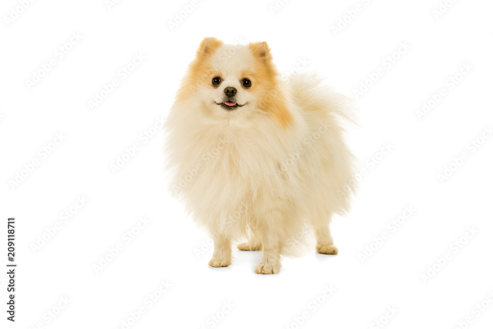 One Pomeranian dog standing isolated on white looking at the camera One Pomeranian dog standing isolated on white looking at the camera