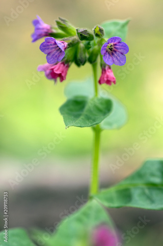 Pulmonaria officinalis in bloom, early springtime flowering herb, group of pink purple and blue violet flowers with leaves photo