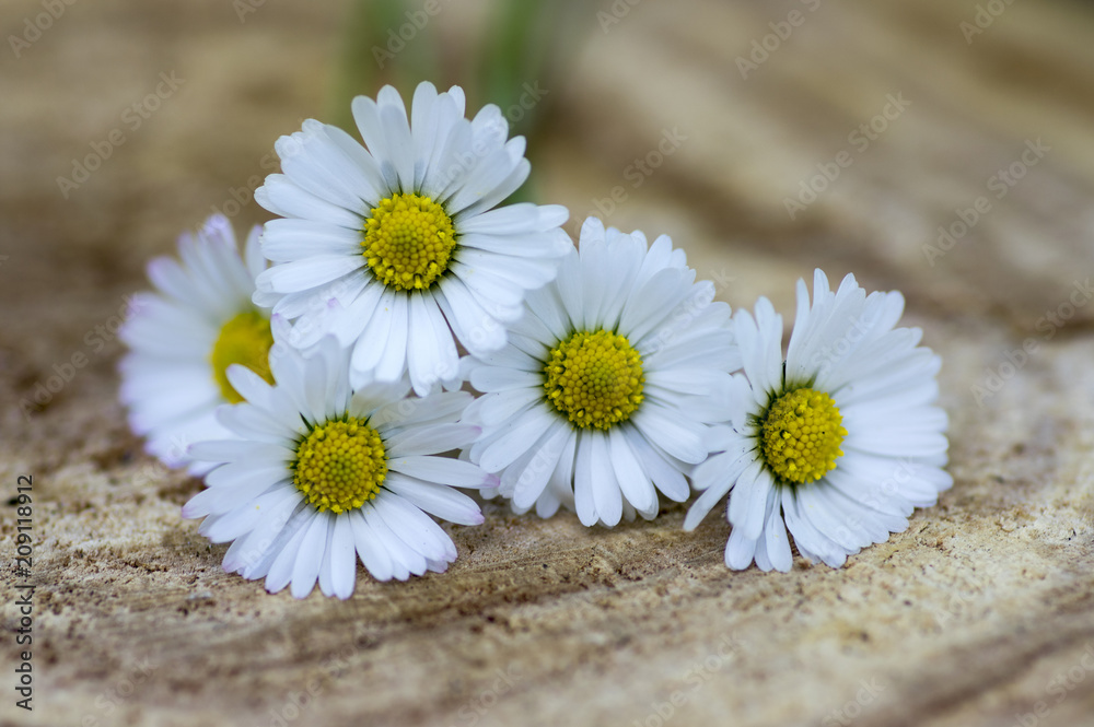 Obraz premium Amazing daisies, Bellis perennis flower heads on wooden table, flowering plants with white pink petals and yellow center