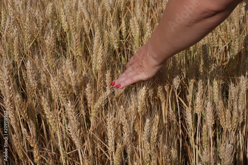 Wheat sprouts in a woman s farmer hand