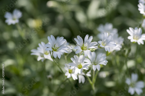 Cerastium tomentosum, Snow-in-Summer perennial flowers in bloom, group of white flowering plants on green background