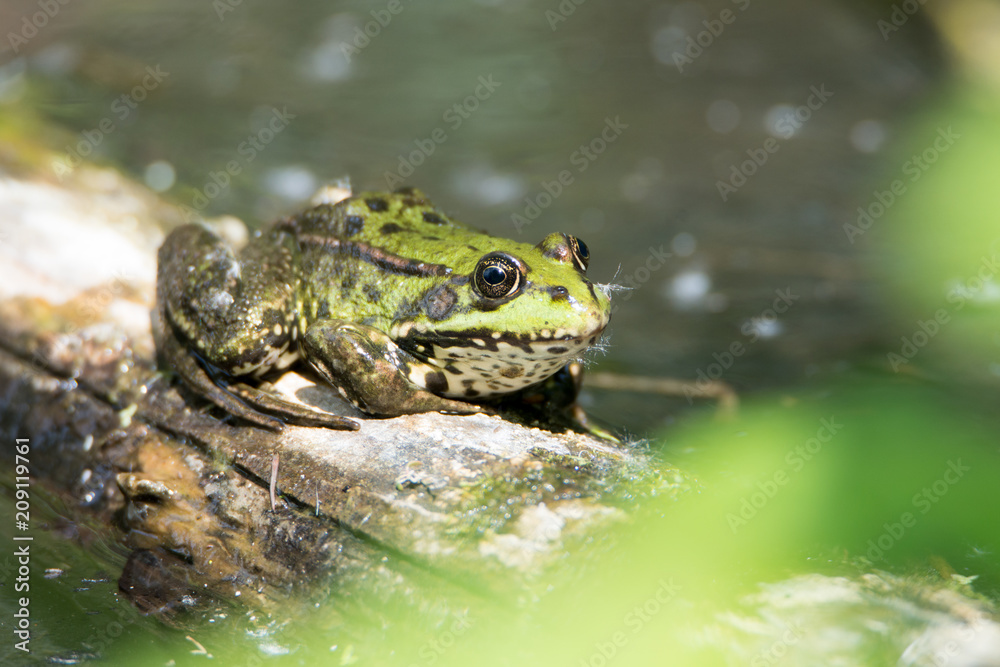 Frog sitting on a log, animal of the wetlands, nature reserve Haff Reimech in Luxembourg, wildlife in Europe Frog sitting on a log, animal of the wetlands, nature reserve Haff Reimech in Luxembourg, wildlife in Europe