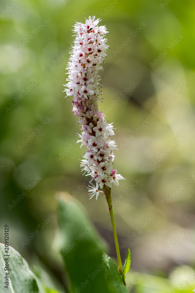 Persicaria affinis small pink white flowers on one stem in bloom Persicaria affinis small pink white flowers on one stem in bloom