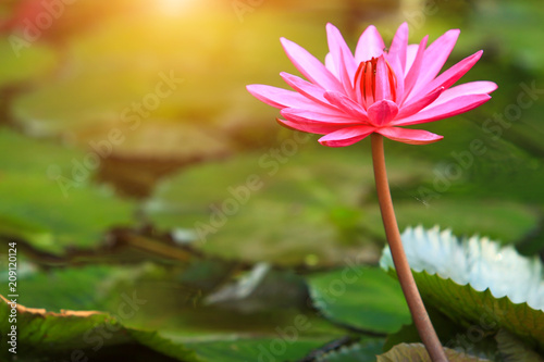 Beautiful pink lotus