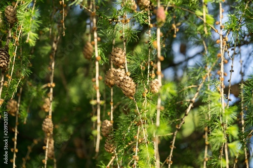 Pine cone tree. Slovakia