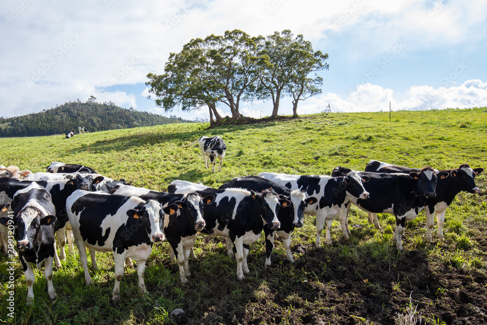 Cow herd in La Plaine des Cafres in Reunion Island