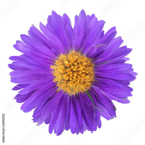 Purple gerbera flower, white isolated background with clipping path.
