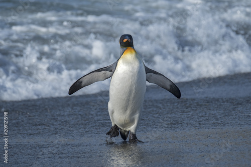 King Penguin Exiting the Water  South Georgia Island  Antarctic