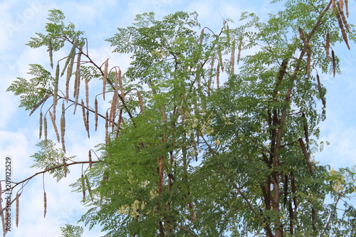 My moringa tree