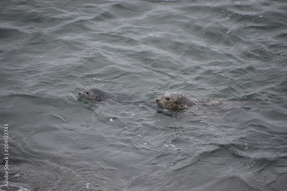 Obraz premium Harbor Seal mom & pup on Pacific Coast